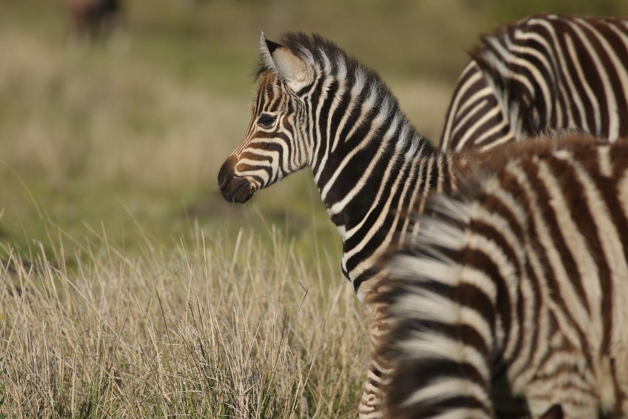 Willa Kragga Kamma Game Park Port Elizabeth Zewnętrze zdjęcie