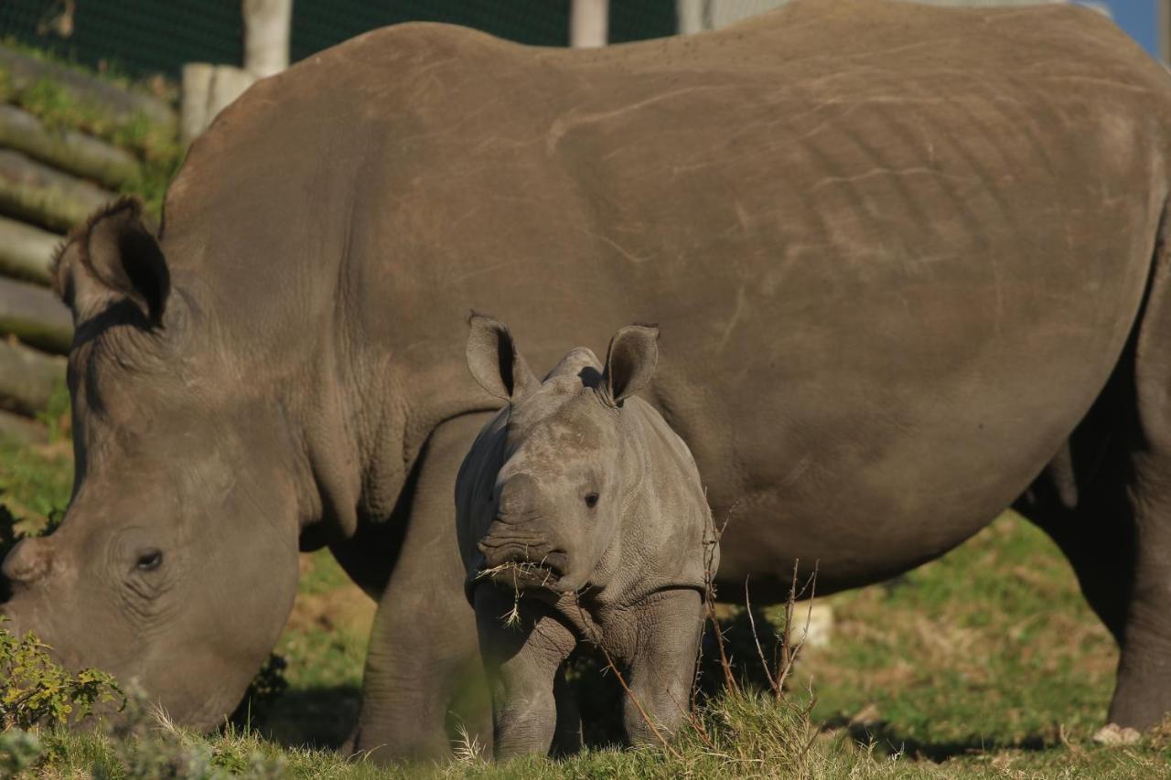 Willa Kragga Kamma Game Park Port Elizabeth Zewnętrze zdjęcie