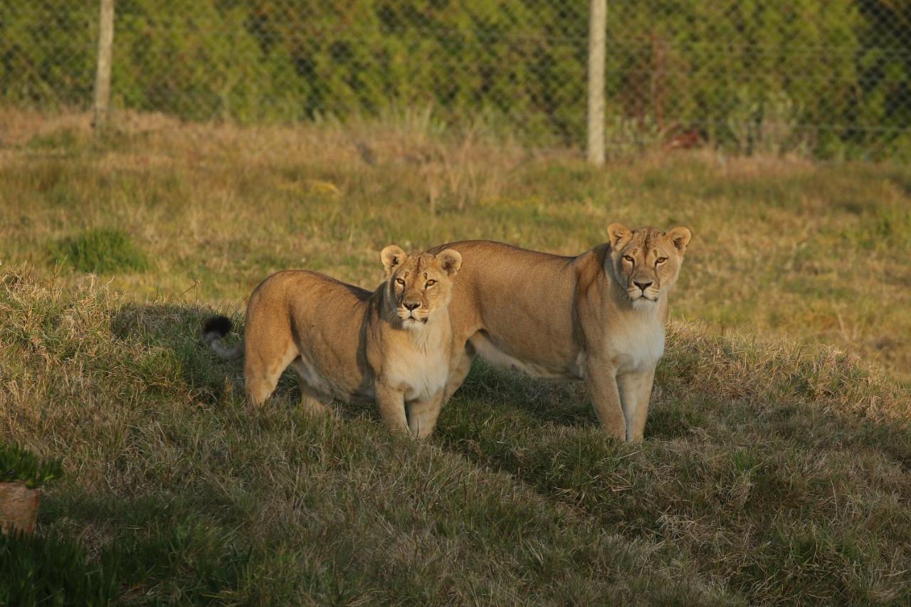 Willa Kragga Kamma Game Park Port Elizabeth Zewnętrze zdjęcie