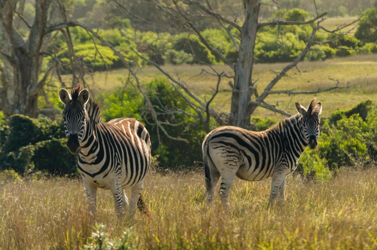 Willa Kragga Kamma Game Park Port Elizabeth Zewnętrze zdjęcie