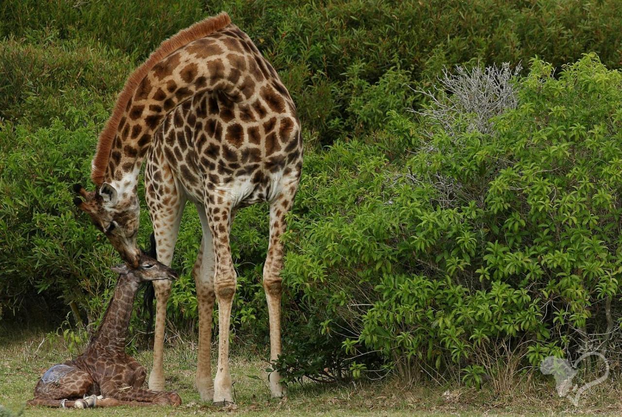 Willa Kragga Kamma Game Park Port Elizabeth Zewnętrze zdjęcie