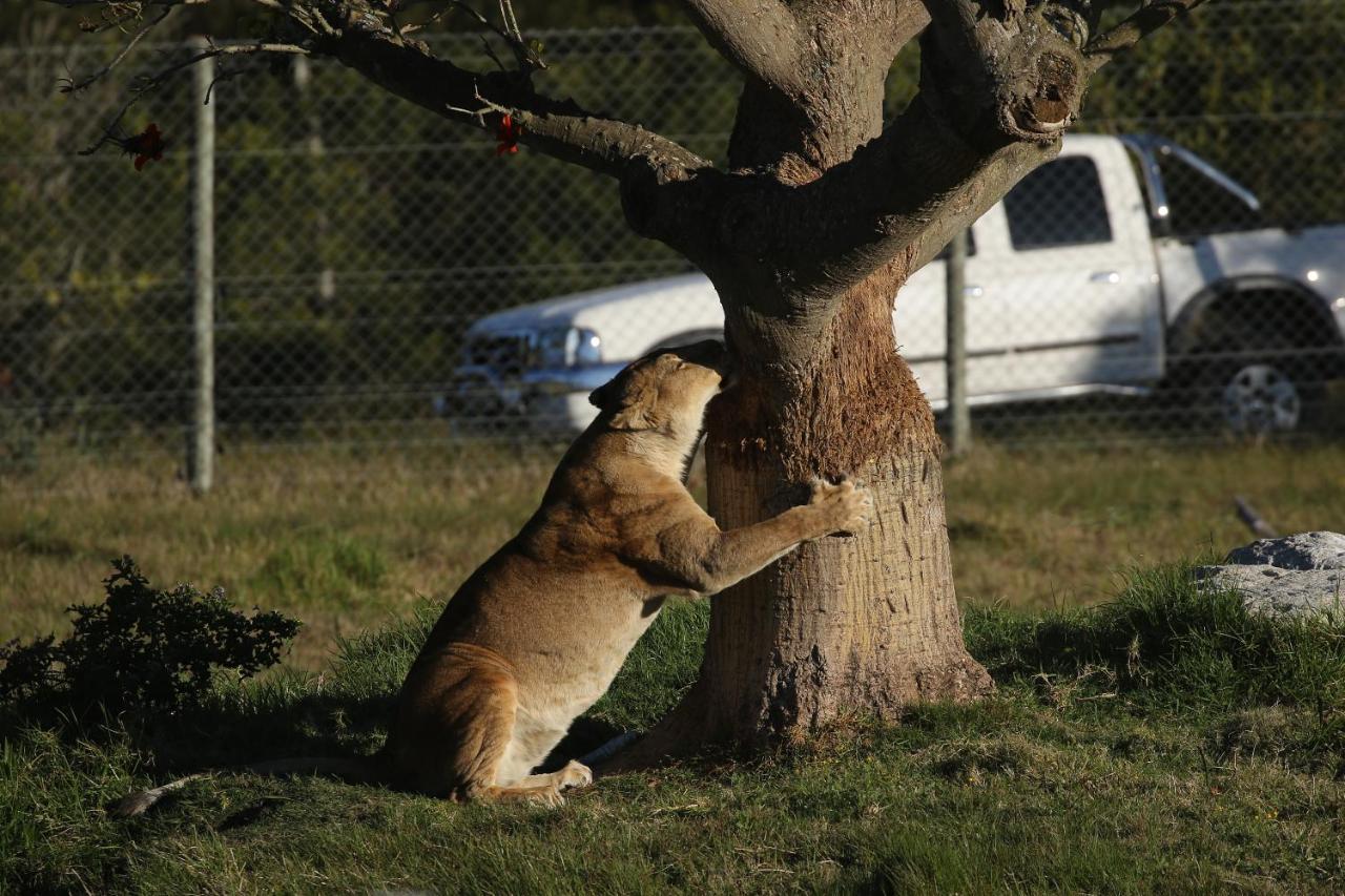 Willa Kragga Kamma Game Park Port Elizabeth Zewnętrze zdjęcie