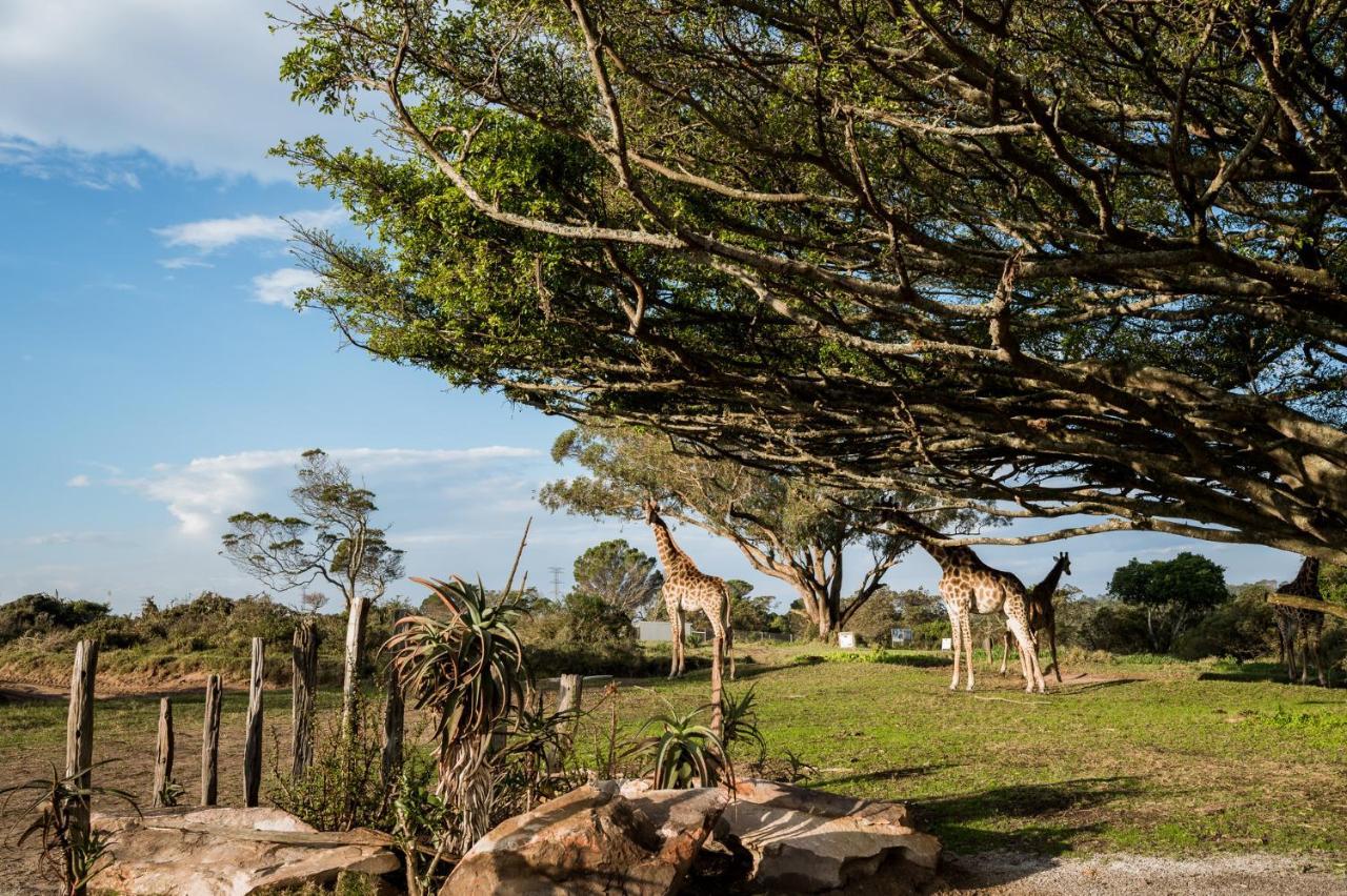 Willa Kragga Kamma Game Park Port Elizabeth Zewnętrze zdjęcie