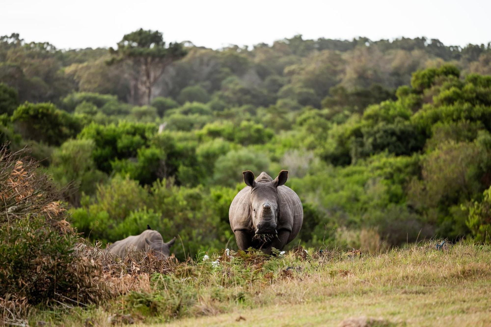 Willa Kragga Kamma Game Park Port Elizabeth Zewnętrze zdjęcie